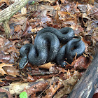 Black rat snake