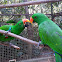 Eclectus Parrots, Males