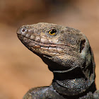 Lagarto tizón (Western Canaries lizard)