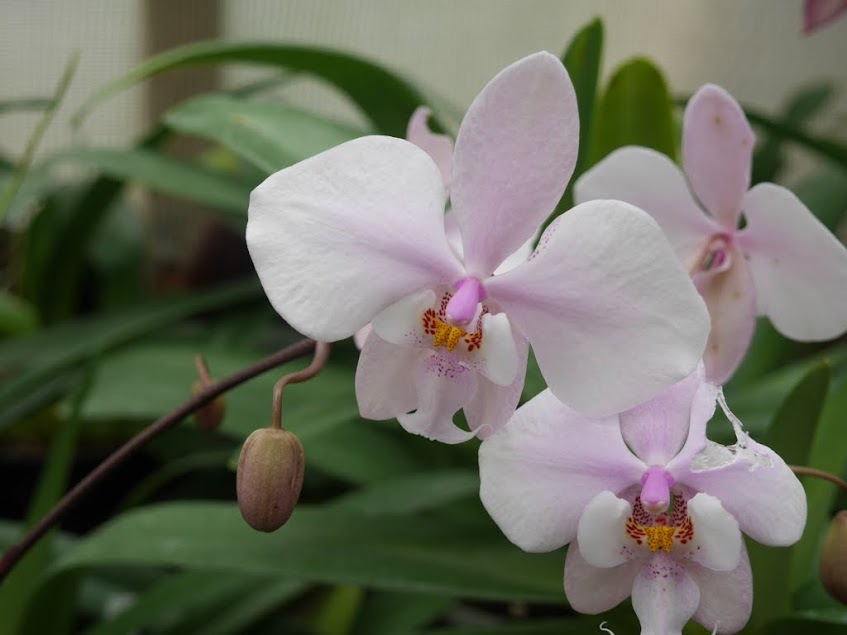 Phalaenopsis schilleriana Fmm1IFMvKboEyp9JzJiOW_avCGEchJXpVWMJIE5shNJqxm-bb38PgFsxkJALInaoelY7Azaws2uoLWXo7iVXHPxsjbAFxxXMnelfN2m8j959wRTHGic-qnpga-HKuKh4x5rYqQvFORy4kUw4cckbOAFopfkUg7XCGugcoOXwgzO32u51PEJRGgcozyaQggpMWmH3LthaeZuvOYQDSZlR4_oKsgCVYuaxUl9Xvw5cjW1ssktt4gMcQ3tgj0JpnkHhU9ovQocu9K-evLeT0gtfPdo85CesTF04eWqZhGQZ3ExYV0HWxJf-QSl749u1GRDm395rzjyF_AwlWDjCEN_HfceMQq103gxpPq_3IctTYmVlVMPdAEqDQVyKSEAyUmOcmHY9wTJ-ywt4wxpNjUE0oMHt_v_2kxd6ZGREQbn-ZcagqeHOtY8As0mjI4K0QDlB9xWF3NjYsiYR5K9jnyDq2d1soVeG7aThN26T840wWvADitJXt9xX8WYnTe_FbpR7ig5eAqKBADczqSrXjHTcR7F4nVe_WySaD4dZ5-mQAPW42FVBvn_LnHZZJTRFR-CY7kUimiwLl_VkzkVNoMgmYzpc9utB5zWGif4G0qEr6YsUKxZqGeRq=w847-h635-no