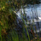 Rose Pogonia