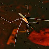 Water striders