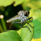 Robber Fly