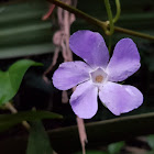 Bigleaf periwinkle