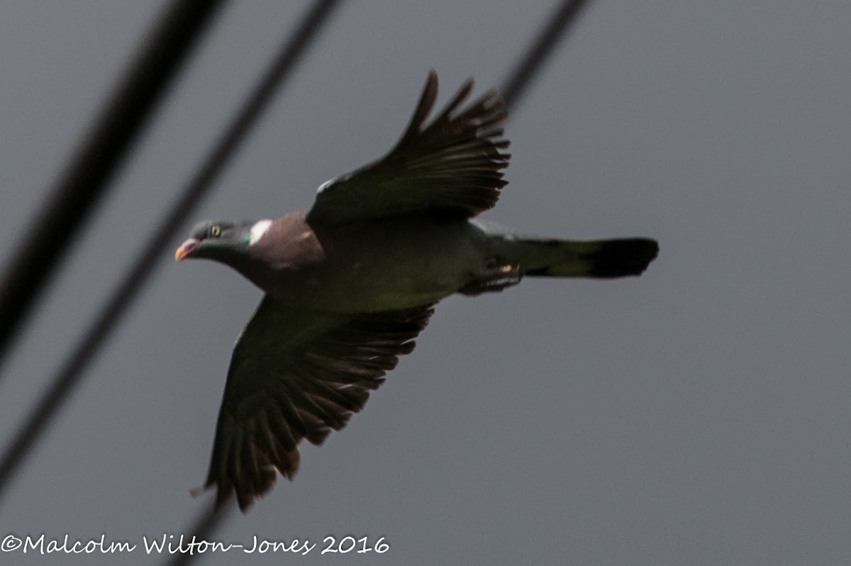 Woodpigeon