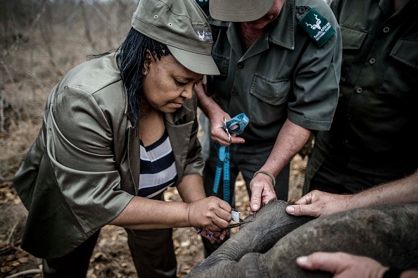 Minister of Environmental Affairs Edna Molewa helps SANParks staff sedate a rhino in 2014 at the Kruger National Park.