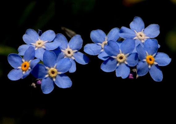 Blu in natura di Luca Bettosini