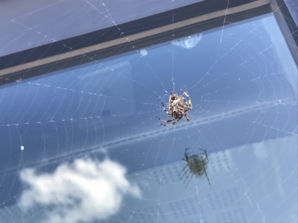 Cob Web Spider