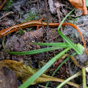 Blue Ridge Two-lined Salamander