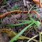 Blue Ridge Two-lined Salamander