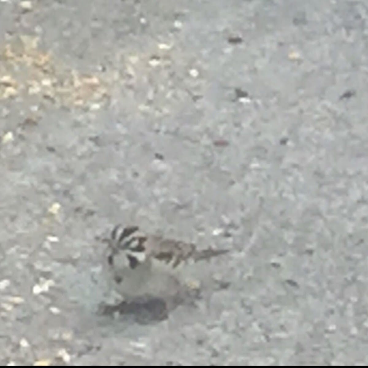 Lark Sparrow