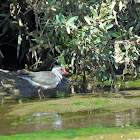 Three-banded Plover