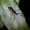 Assassin bug