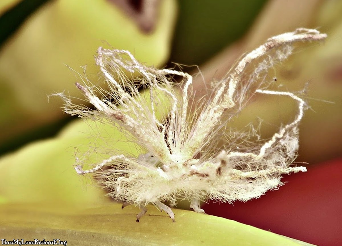 Ricaniid Planthopper