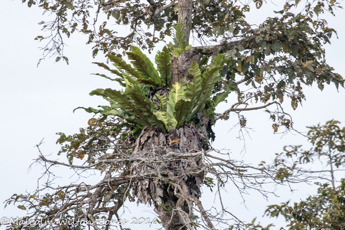 Epiphyte