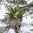 Epiphyte