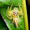 Jolly telamonia spider