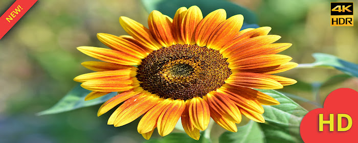 Sunflower Wallpaper HD marquee promo image