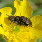 Metallic Wood-boring Beetle