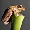 Indian Tree Frog