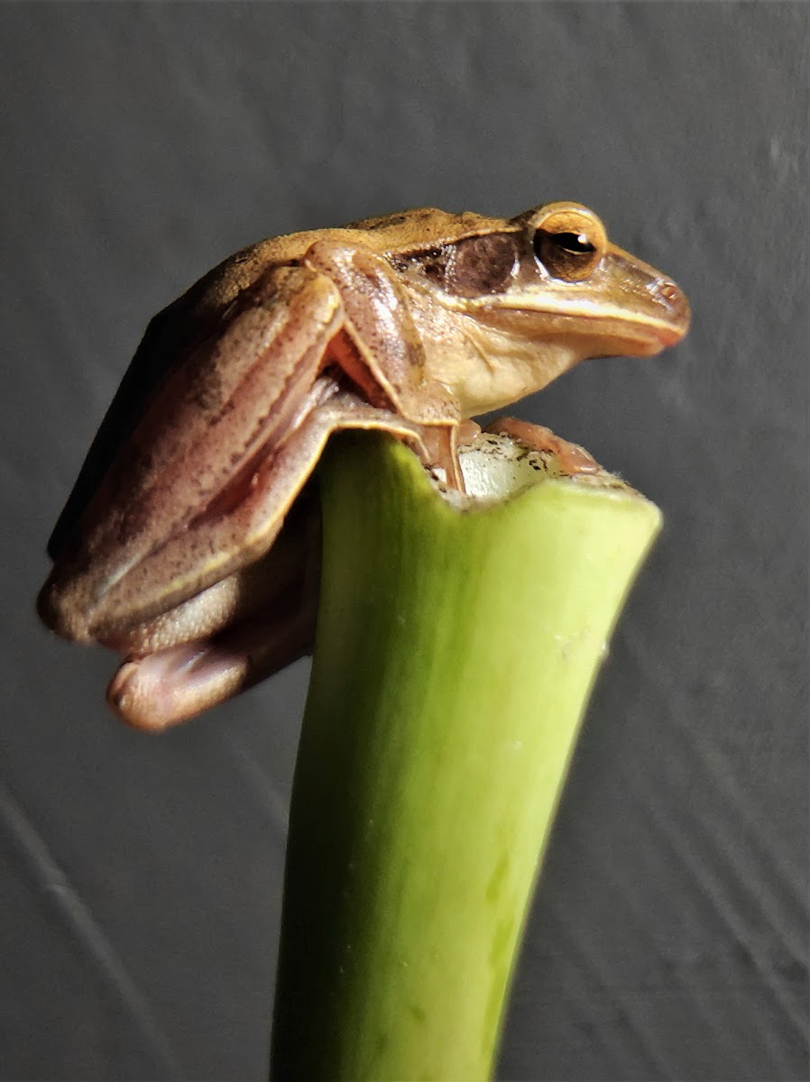 Indian Tree Frog