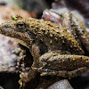 Blanchard's Cricket Frog