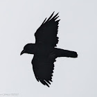 Carrion Crow