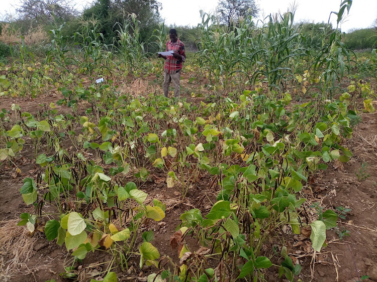 A mung beans crop in Pastor Samuel Kimwele in Kuanguni, Mwingi central last Tuesday.