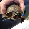 Three-toed box turtle