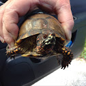 Three-toed box turtle