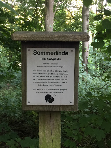 Sommerlinde