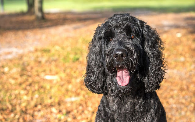 Portuguese Water Dog Tema y Nueva pestaña