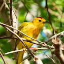 Yellow Warbler