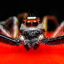 Telamonia Jumping Spider