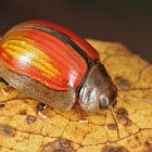 Tasmanian Gold Leaf Beetle