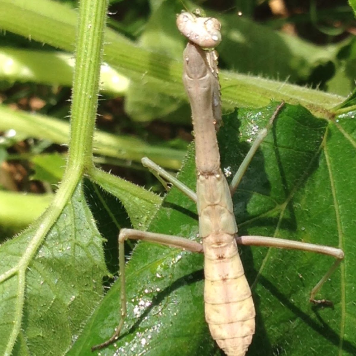 Praying Mantis