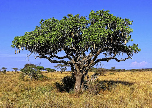 The sausage tree is named for its elongated fruit.