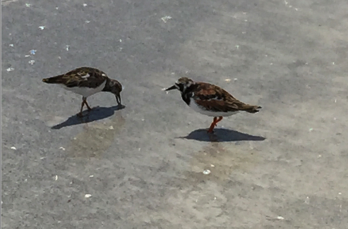 Ruddy turnstone