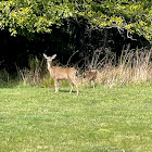 Columbian black-tailed deer