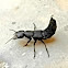 Devil's coach horse beetle