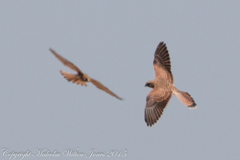 Kestrel; Cernícalo Real