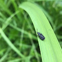 Leaf-mining Leaf Beetle