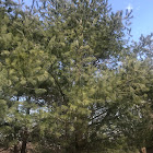 Eastern White Pine