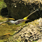 Grey Wagtail