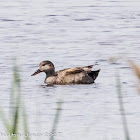 Gadwall; Anade Friso