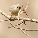 Tufted titmouse