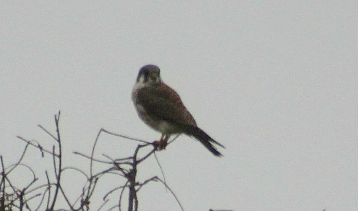 American Kestrel