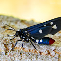 Polka-Dot Wasp Moth