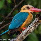 Stork-billed Kingfisher