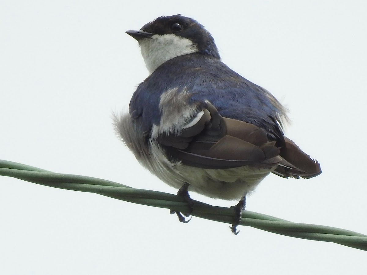 Tree Swallow